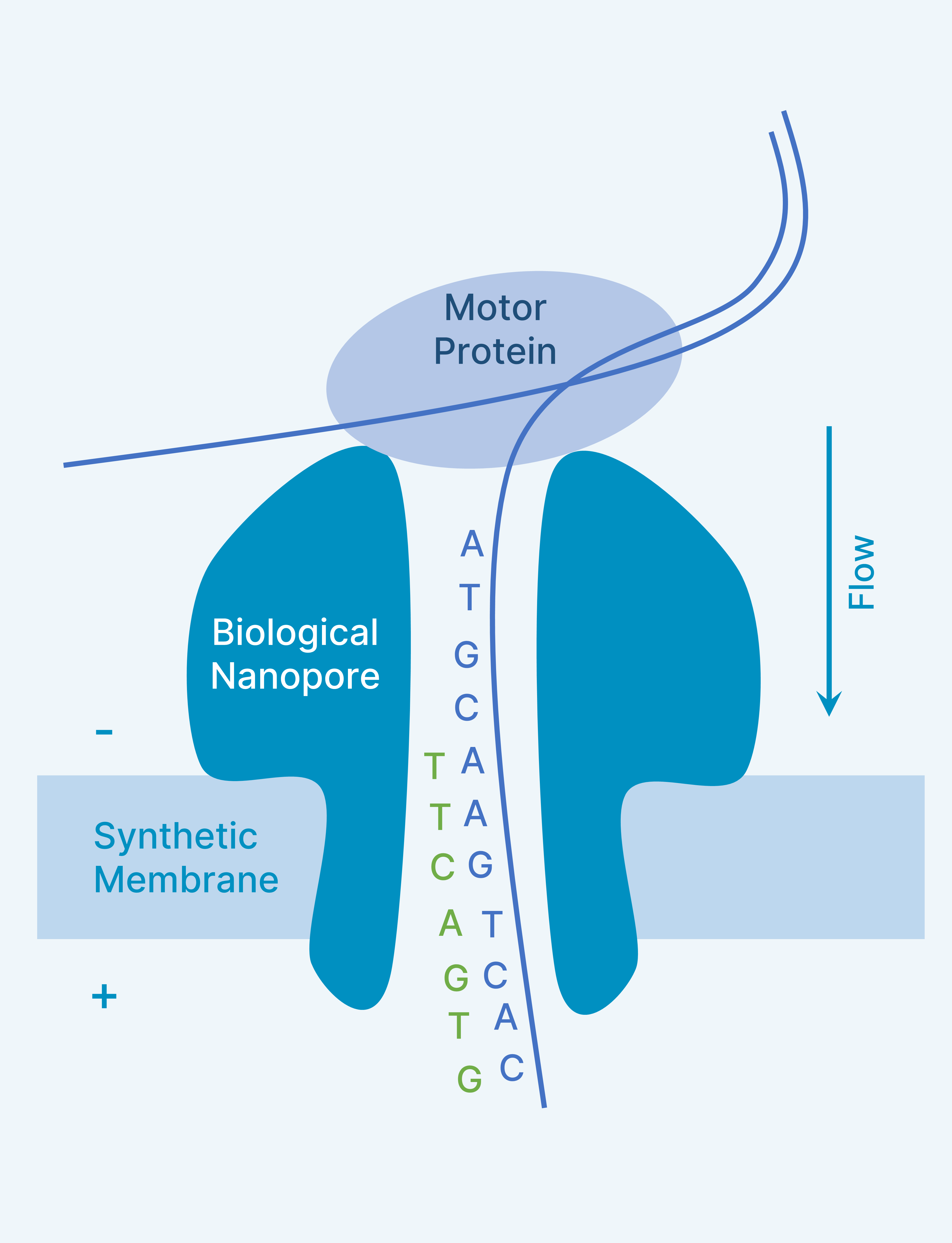 Nanopore Sequencing Method